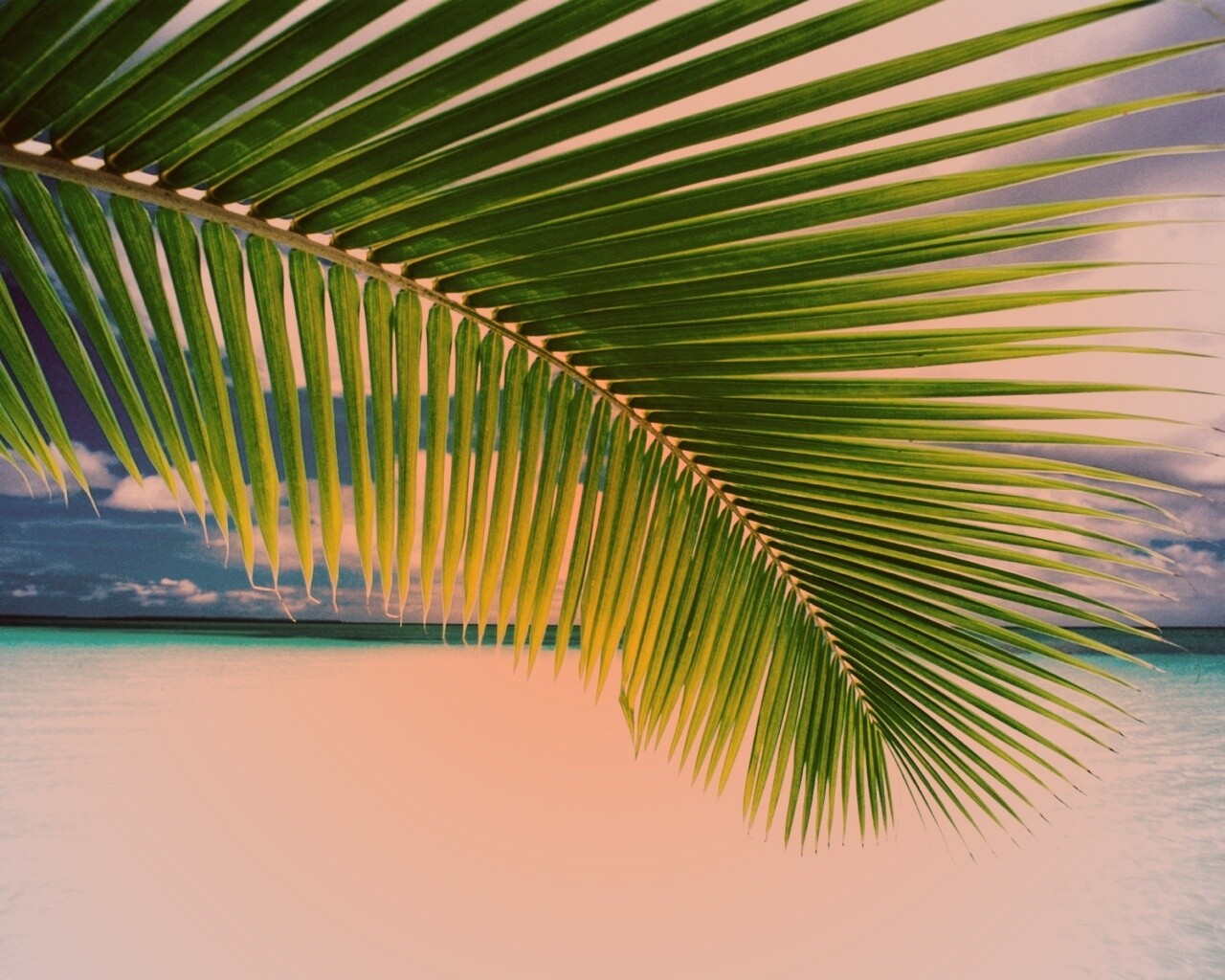 Пальмовый лист обои