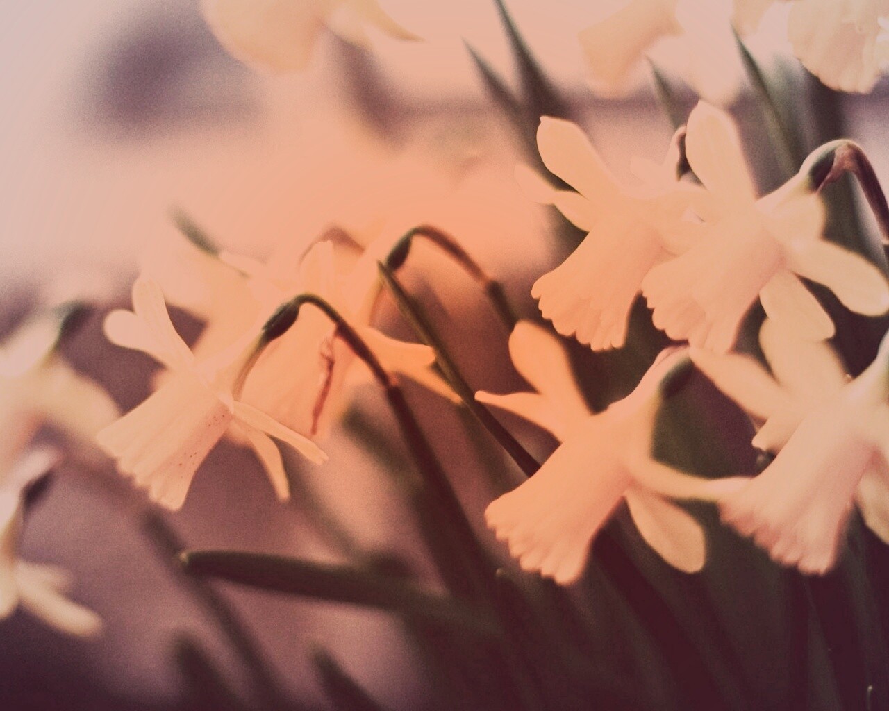 Нарциссы обои