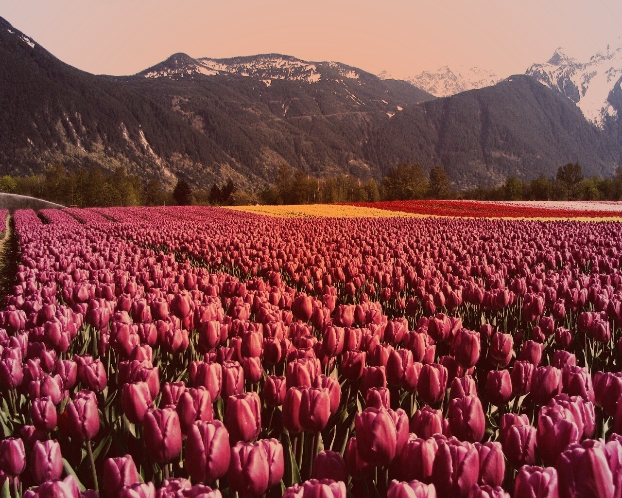Поле тюльпанов обои