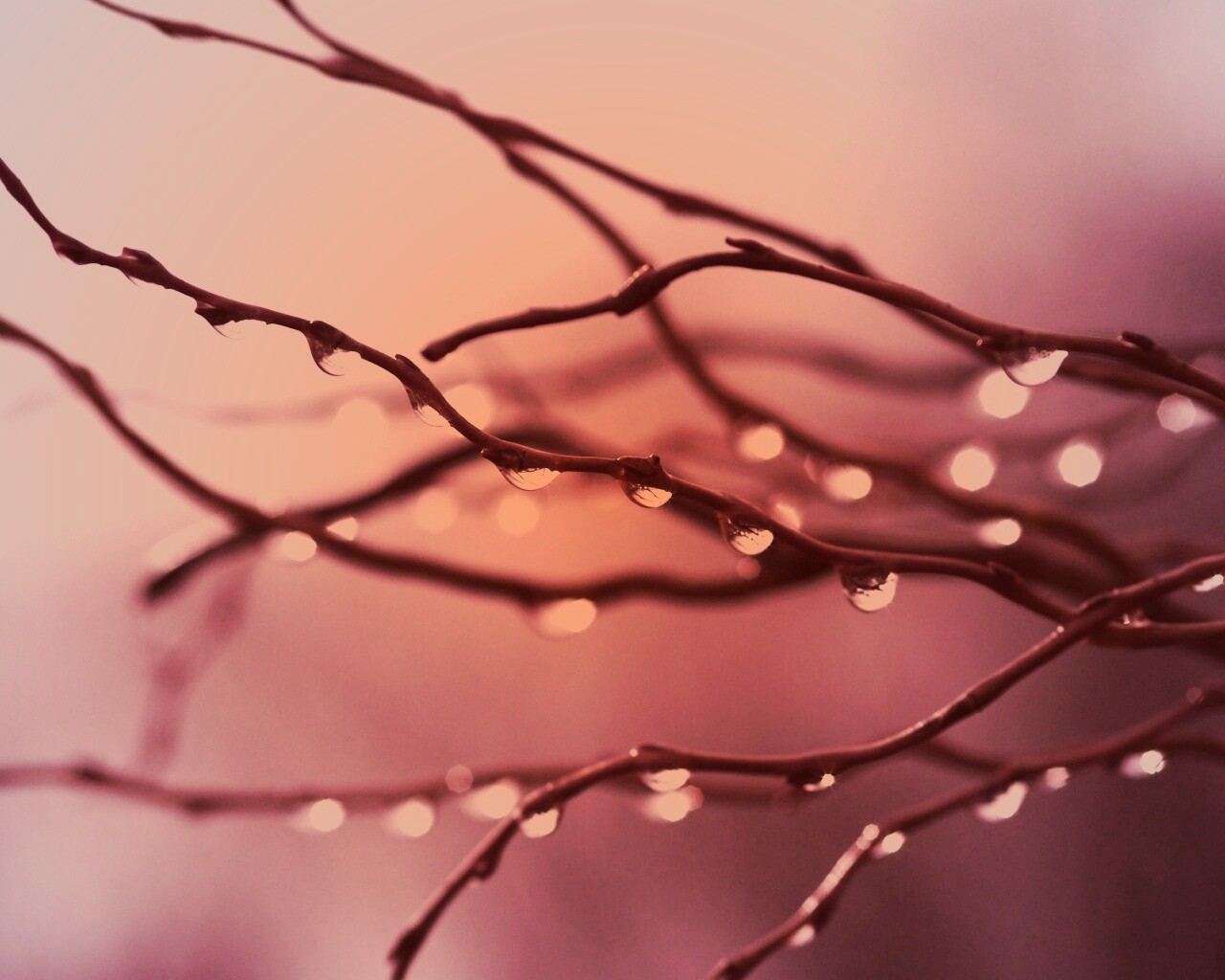 Капли на ветке обои