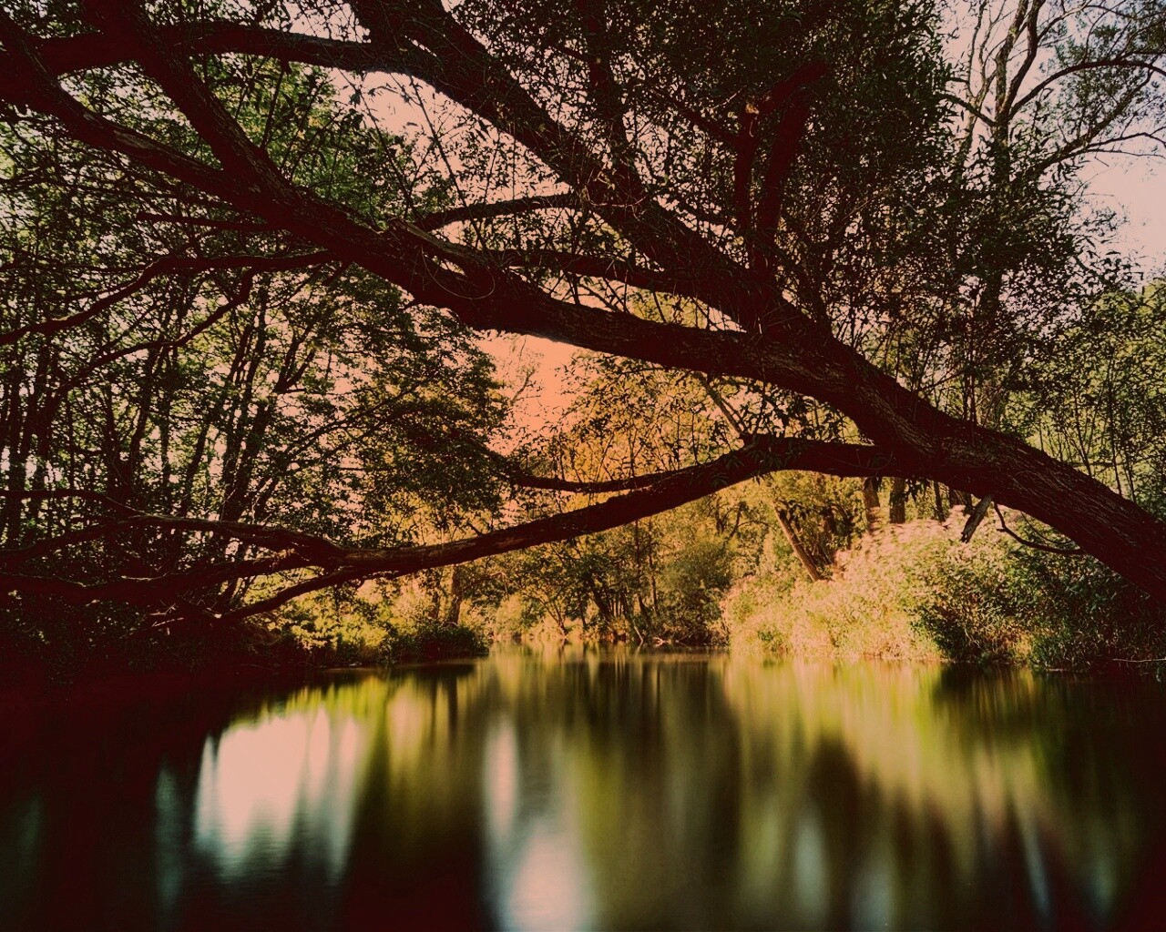 Спокойная лесная река обои