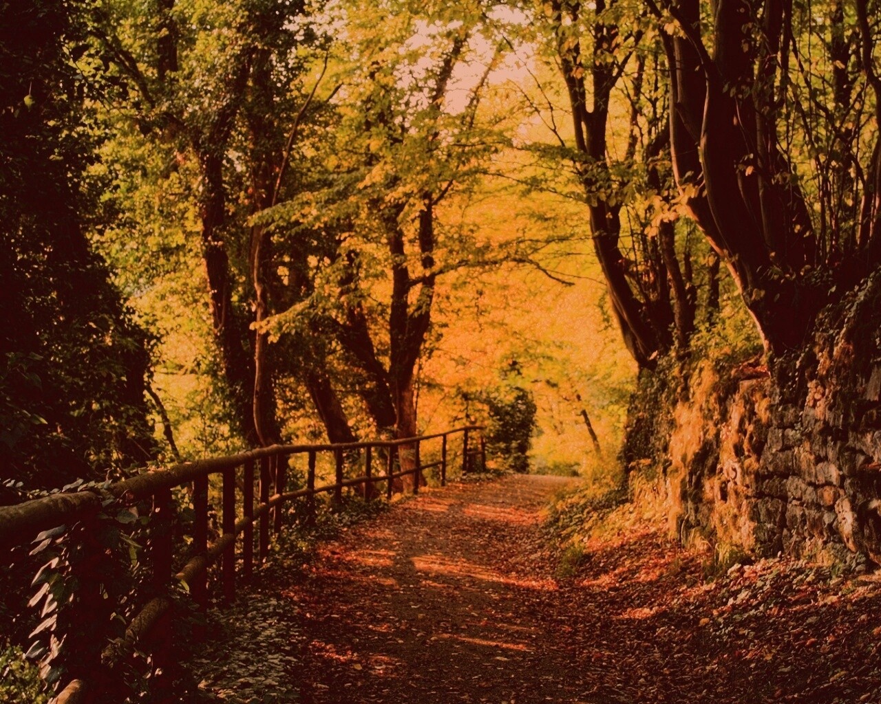 Лесная дорожка обои