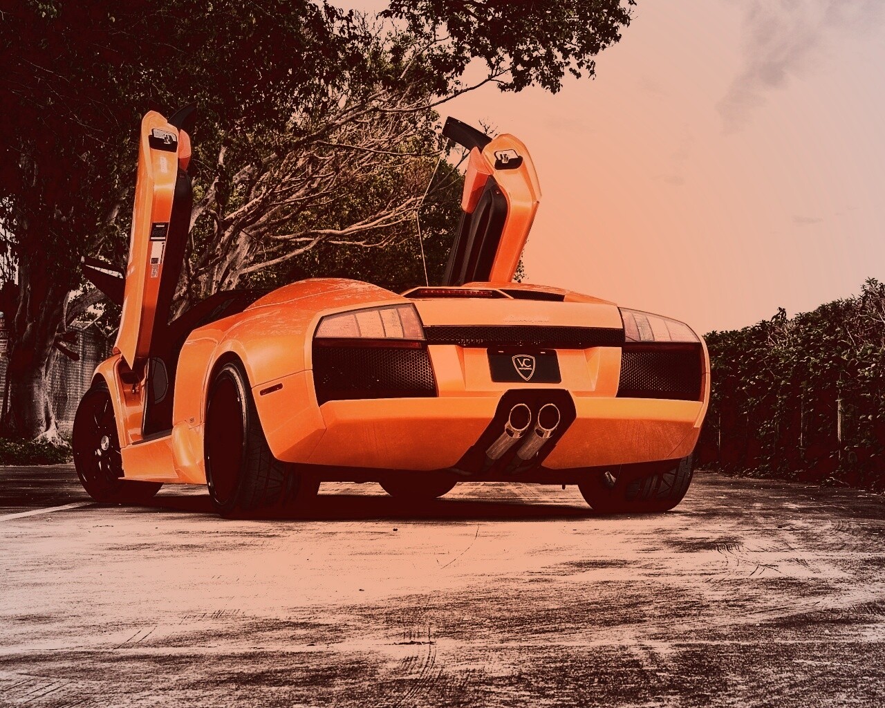 Оранжевая Мюрселаго обои