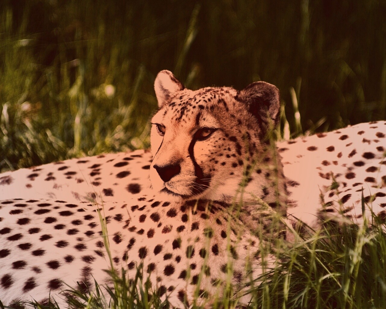 Два изящных гепард в природе обои