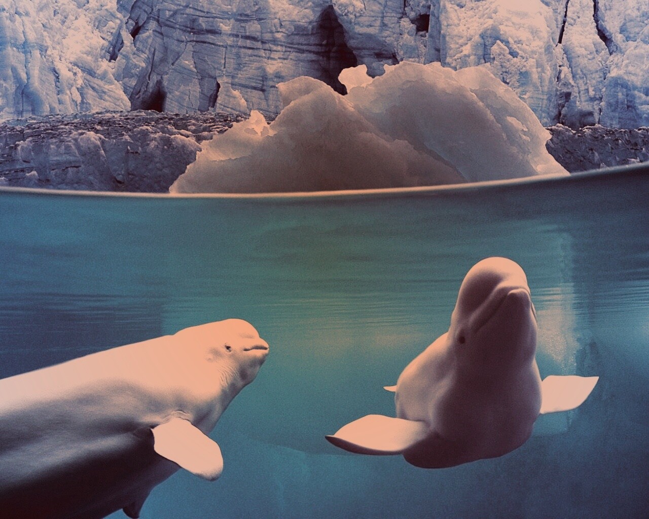 Белухи обои