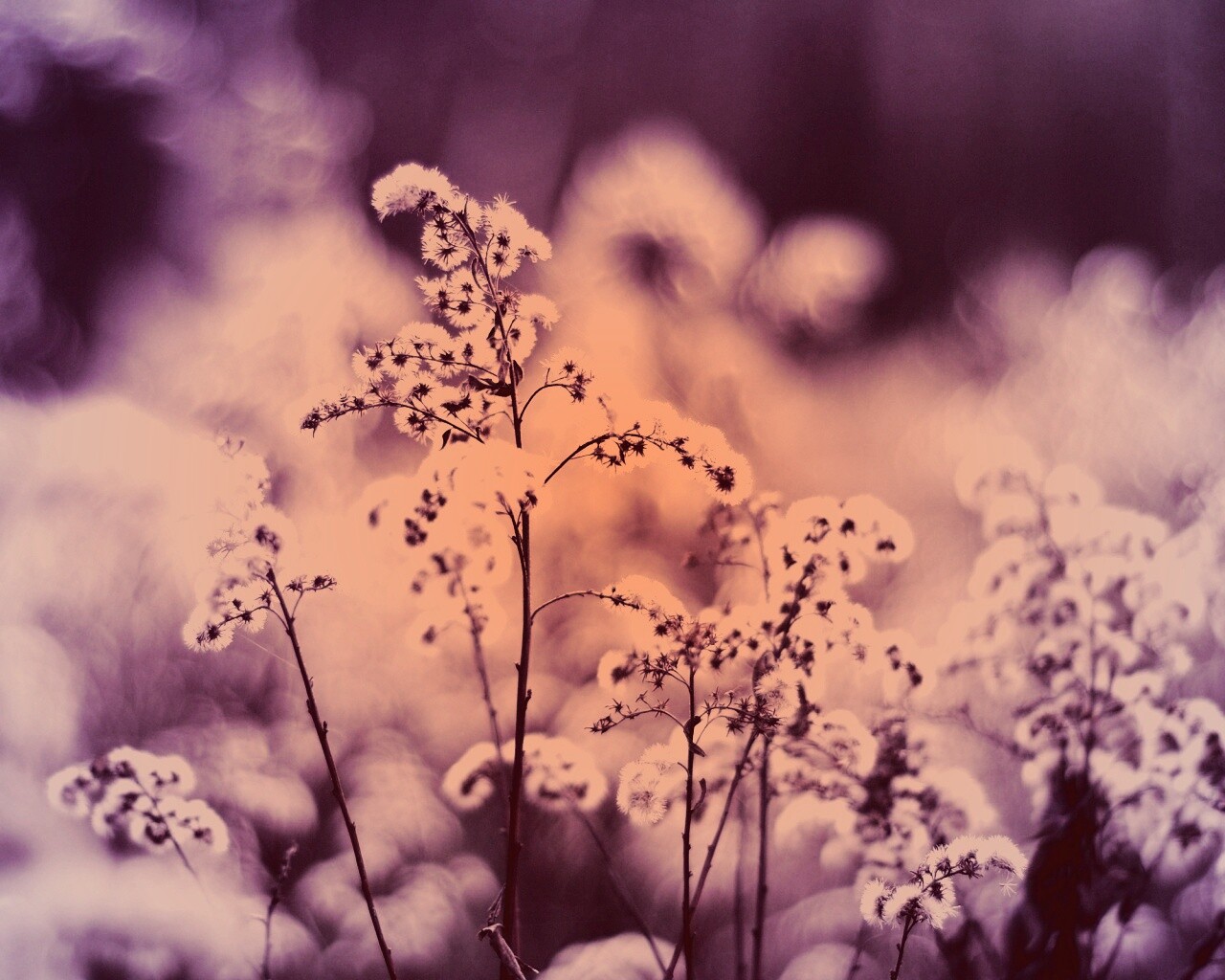 Сиреневые цветы обои