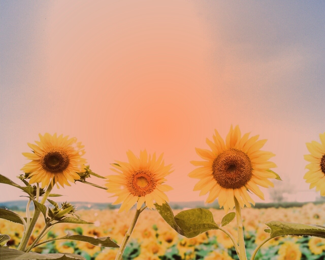 Подсолнухи не смотрят на солнце обои