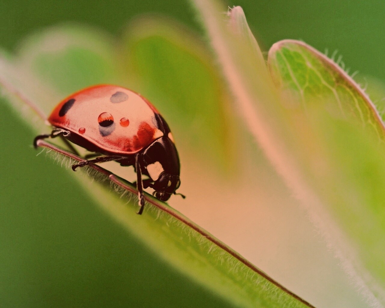Божья коровка обои
