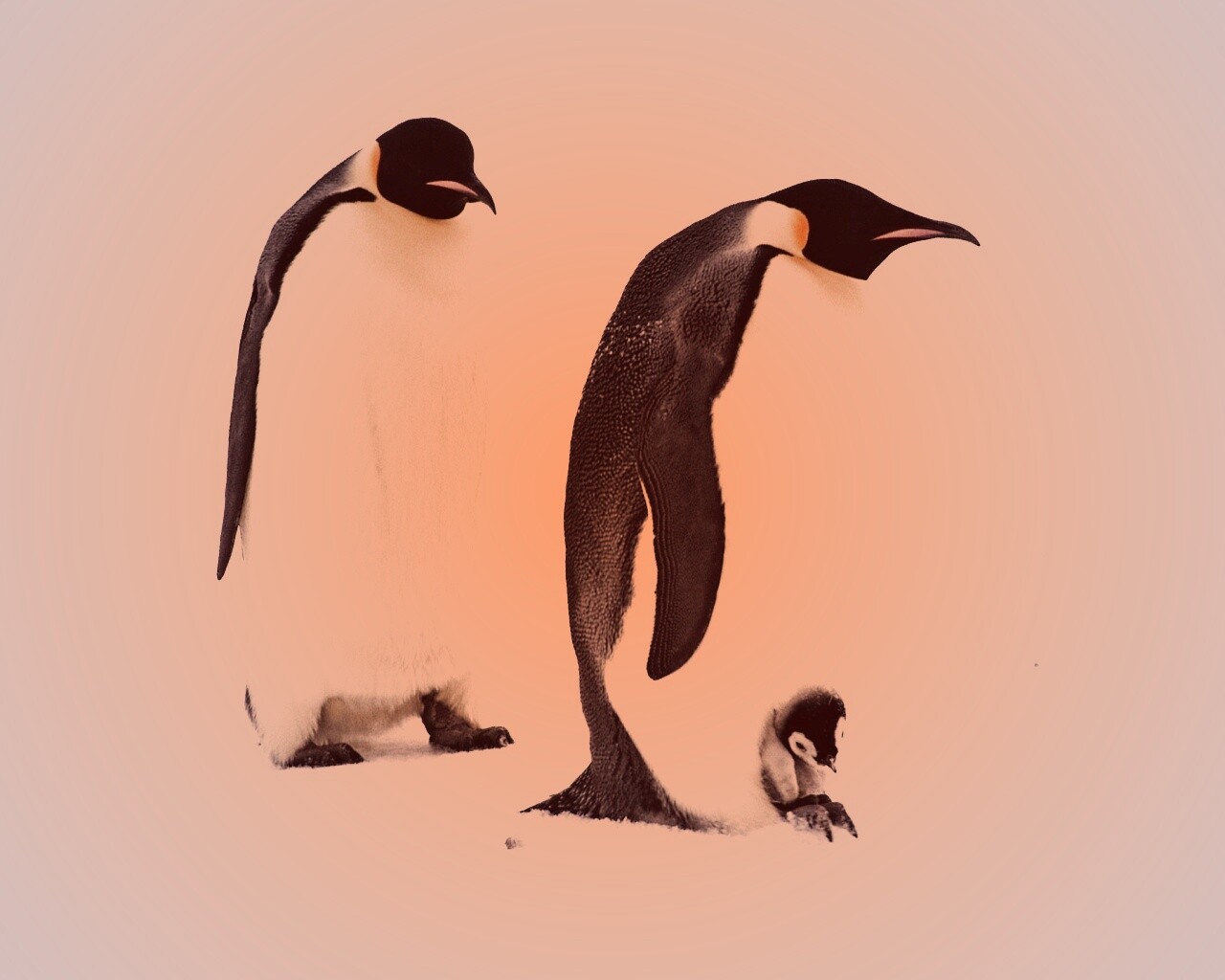 Семья пингвинов обои