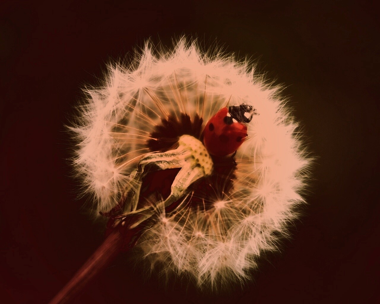 Божья коровка на одуванчике обои