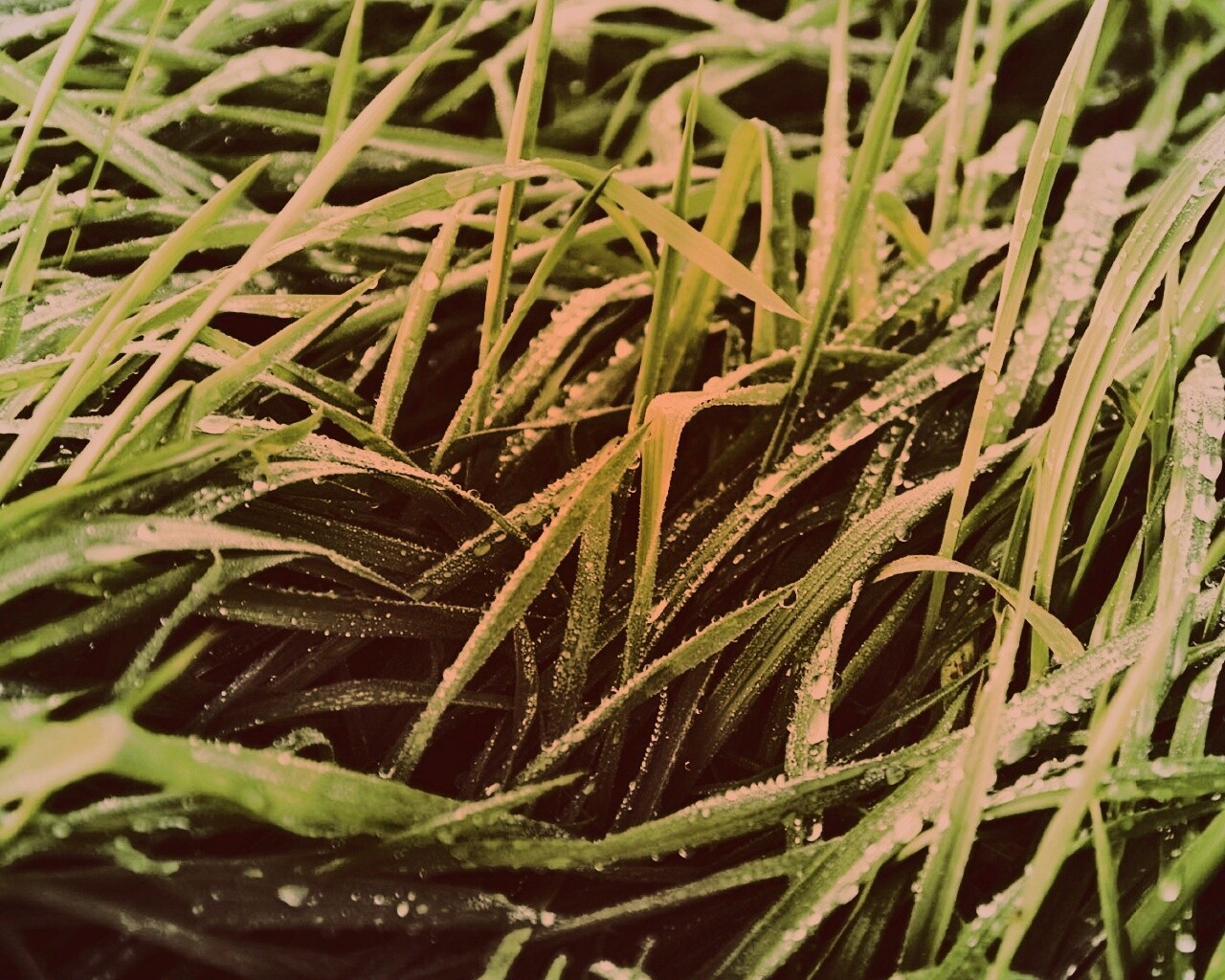 Роса на траве обои