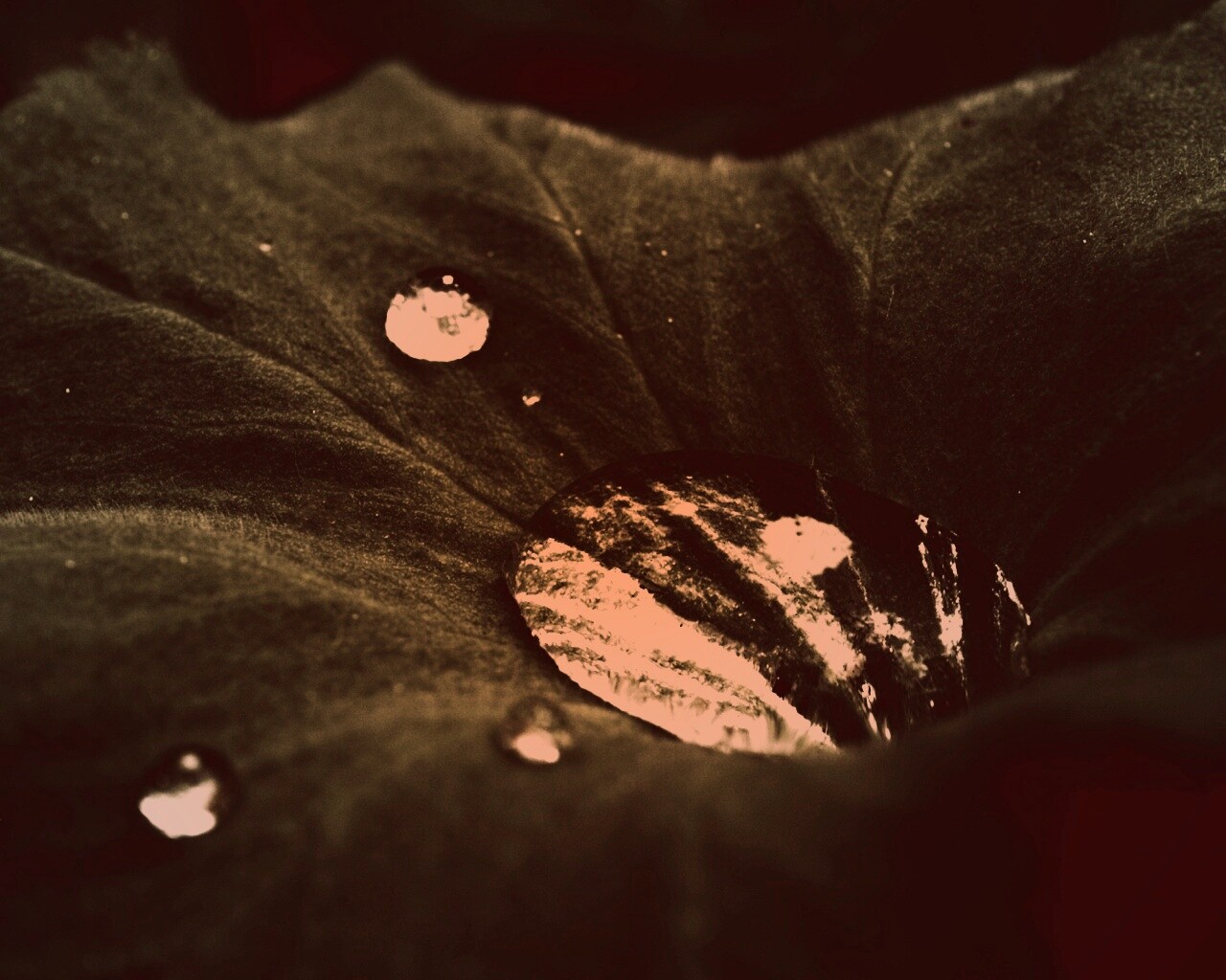 Капля в листе обои