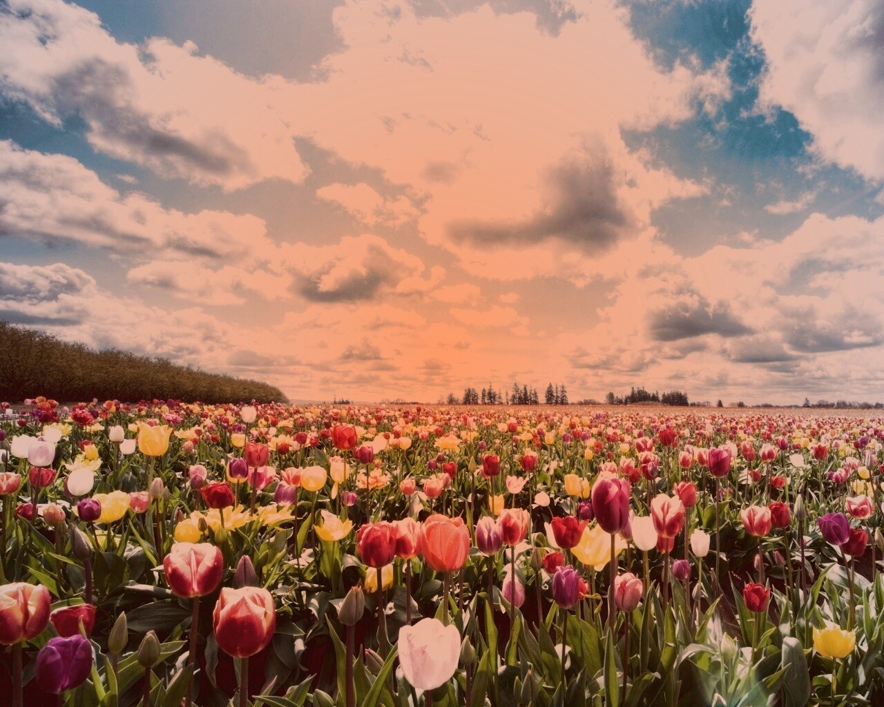 Поле тюльпанов обои