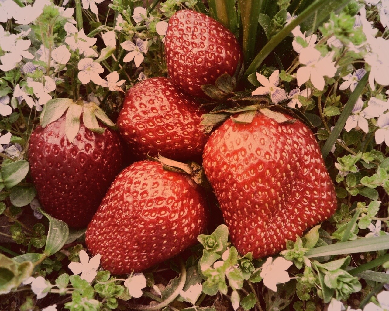 Клубника обои