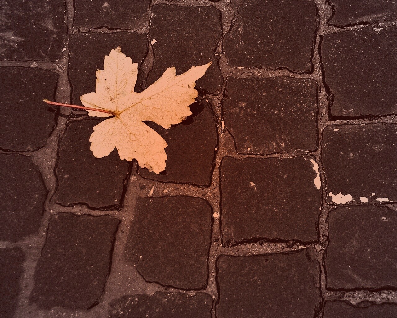 Упавший лист на мостовой обои