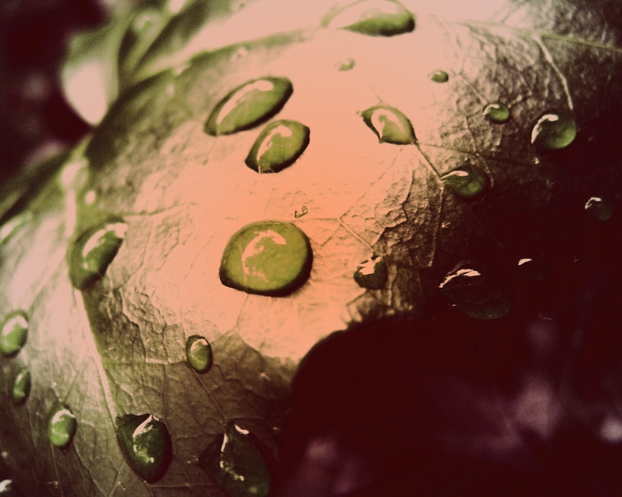 Капли росы на листе обои