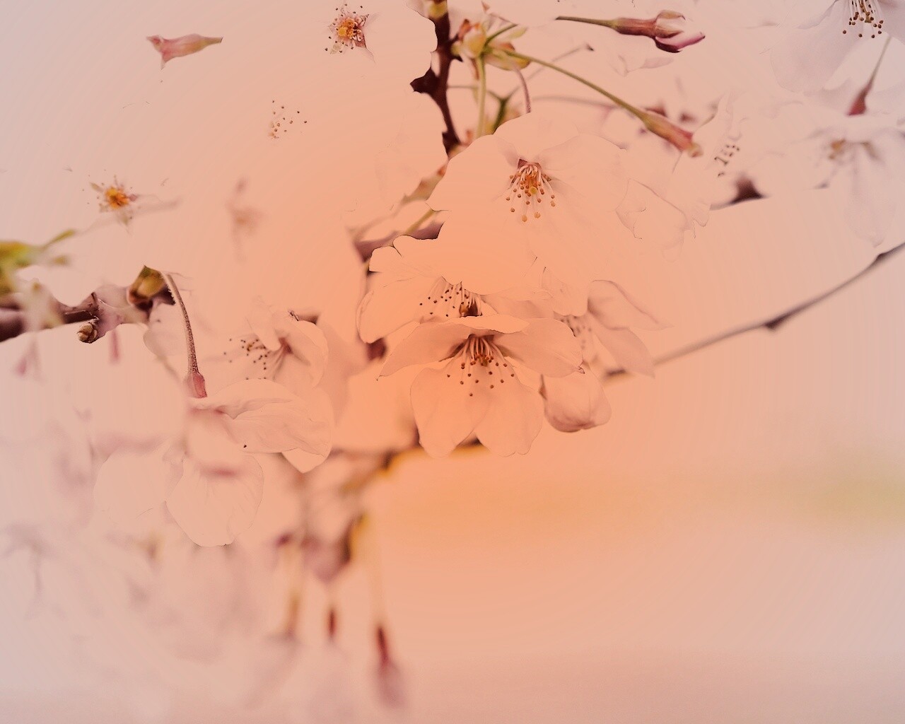 Цветение вишни обои