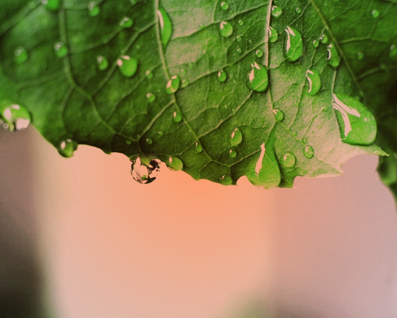 Роса на листе в макро обои