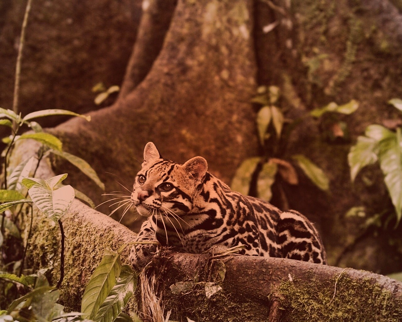 Оцелот обои