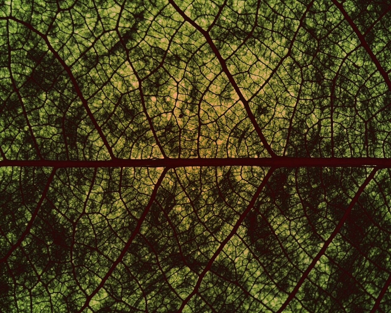 Свечение зеленого листа в макро обои