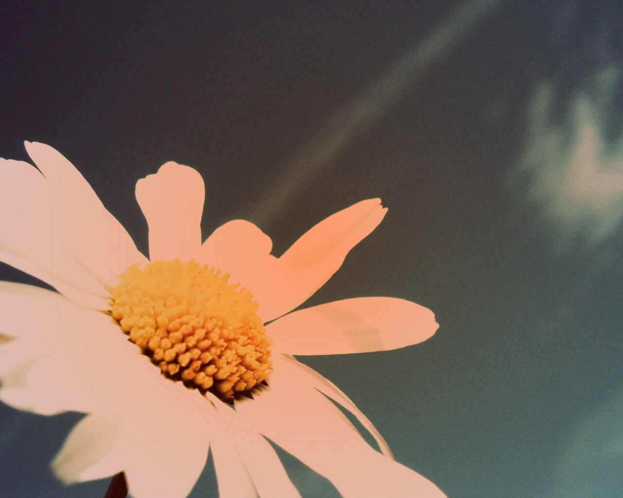 Ромашка на фоне синего неба обои