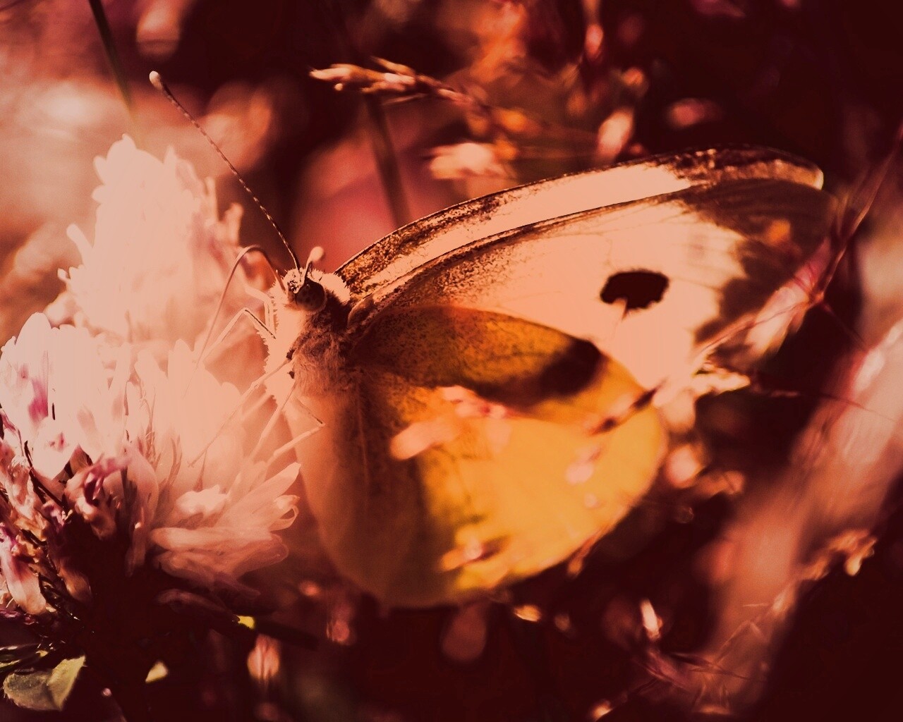 Бабочка на цветке обои