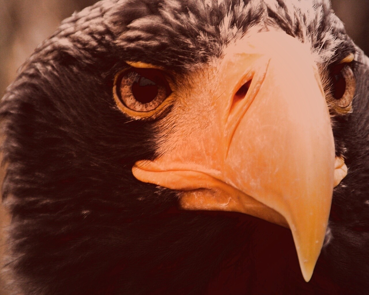 Орёл - птица гордая обои