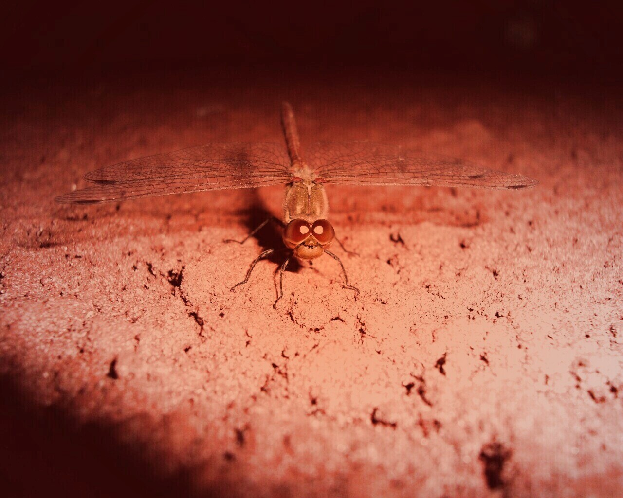 Стрекоза обои