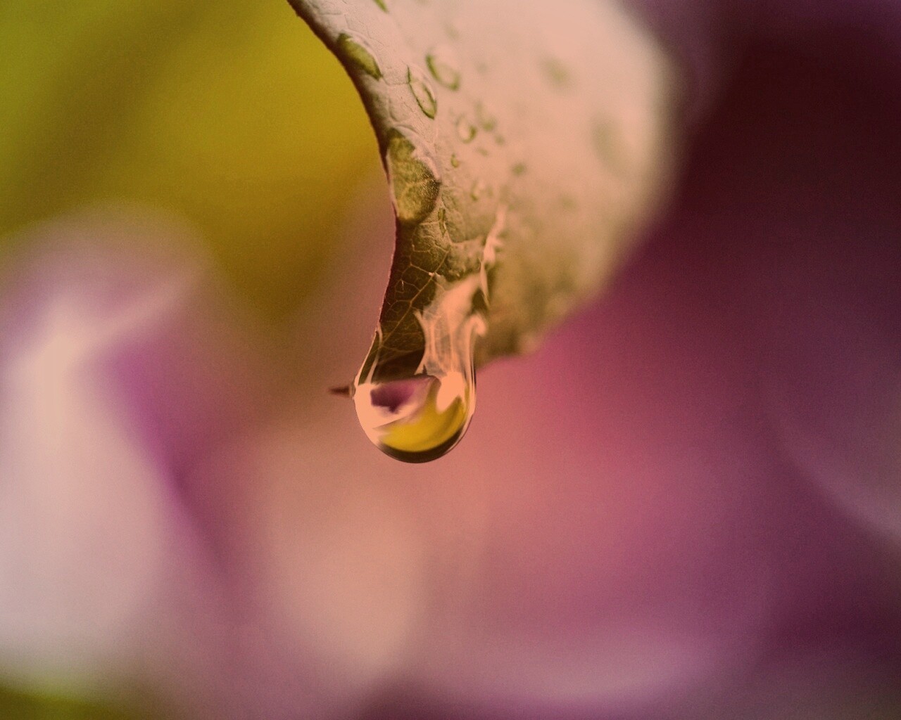 Капля на листе обои