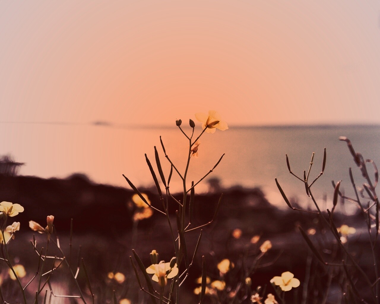 Мелкие жёлтые цветы обои