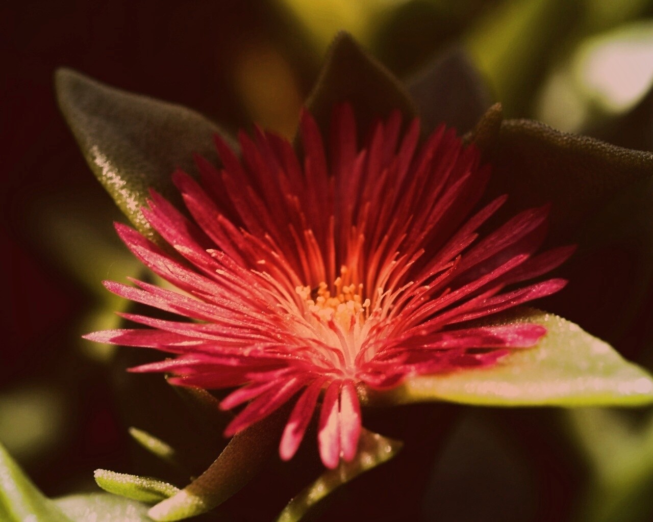 Чудесный цветок обои