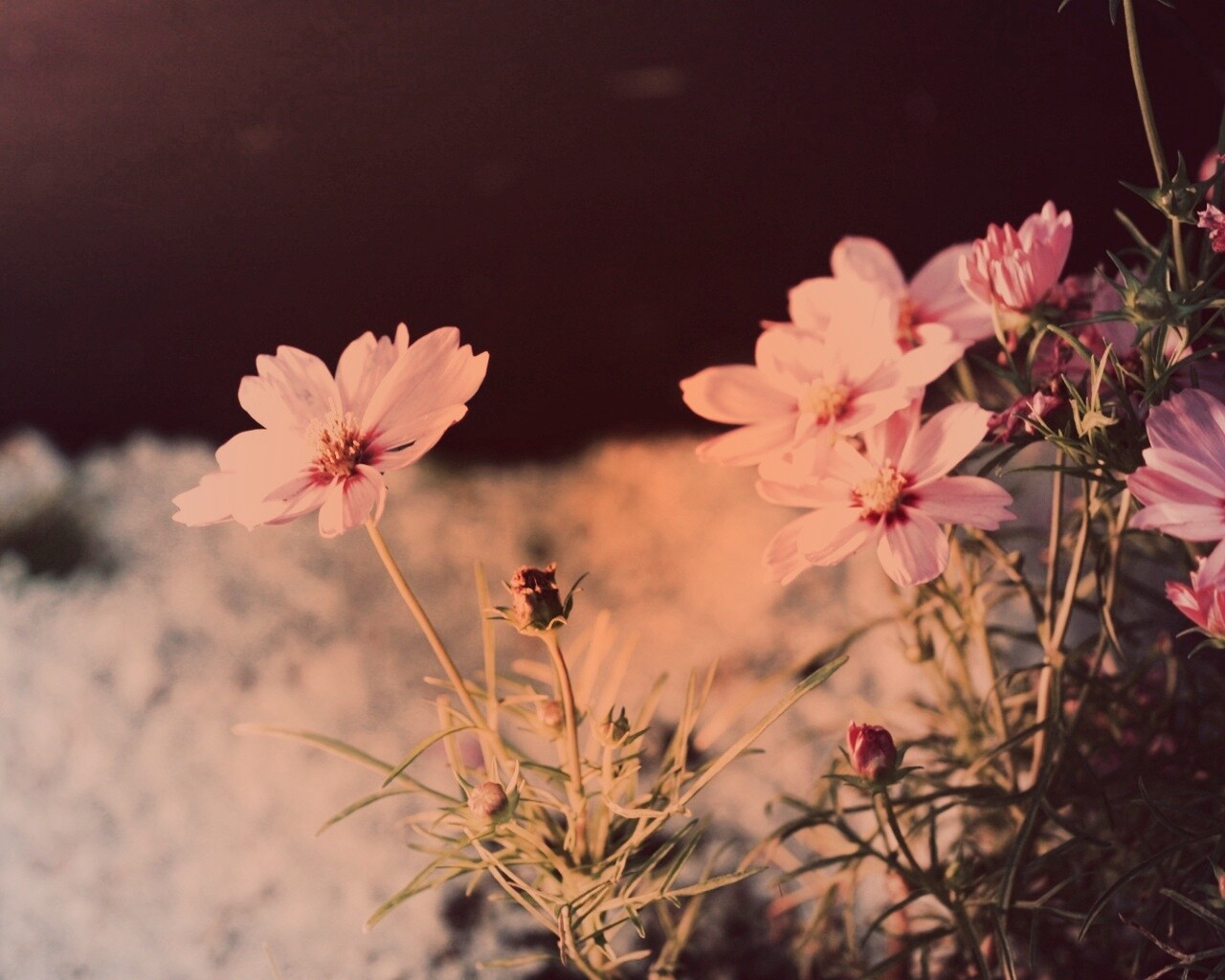 Полевой цветок обои