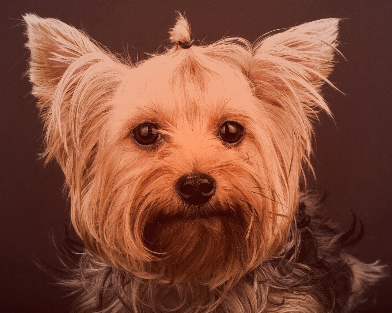 Йоркширский терьер обои