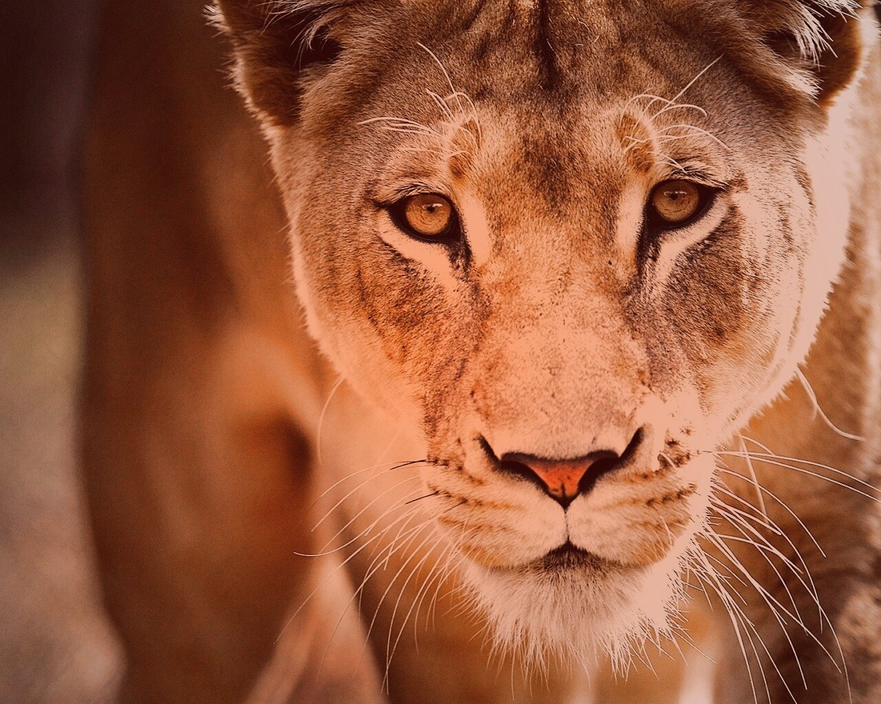 Портрет хищника обои