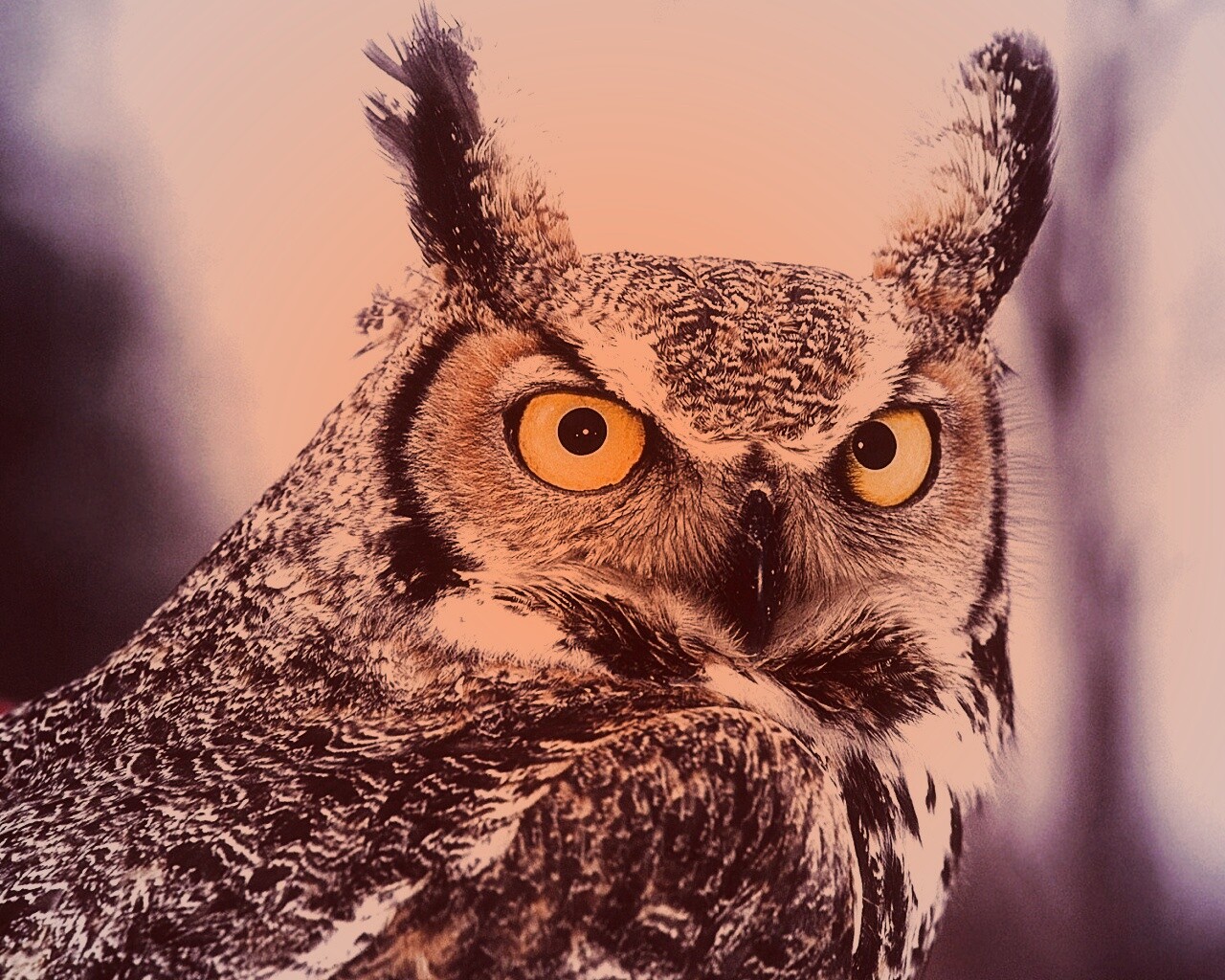 Орлиная сова обои