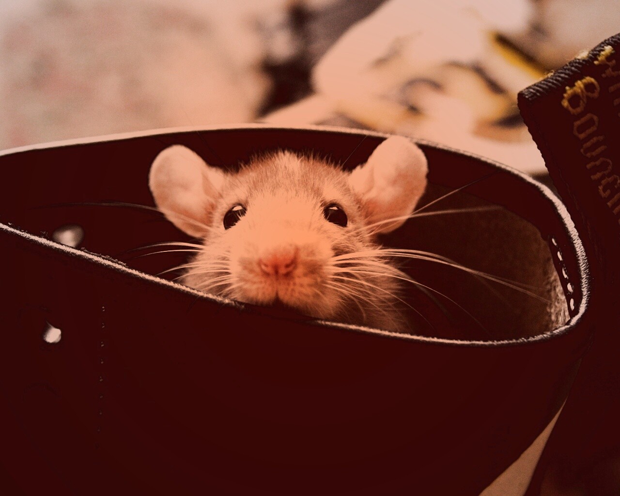 Мышонок выглядывает из ботинка обои