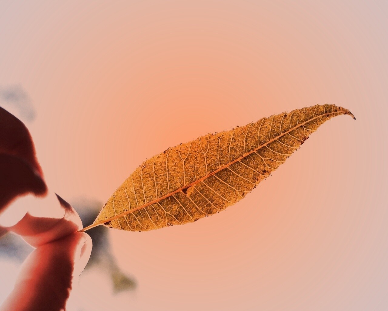 Листик в пальцах обои