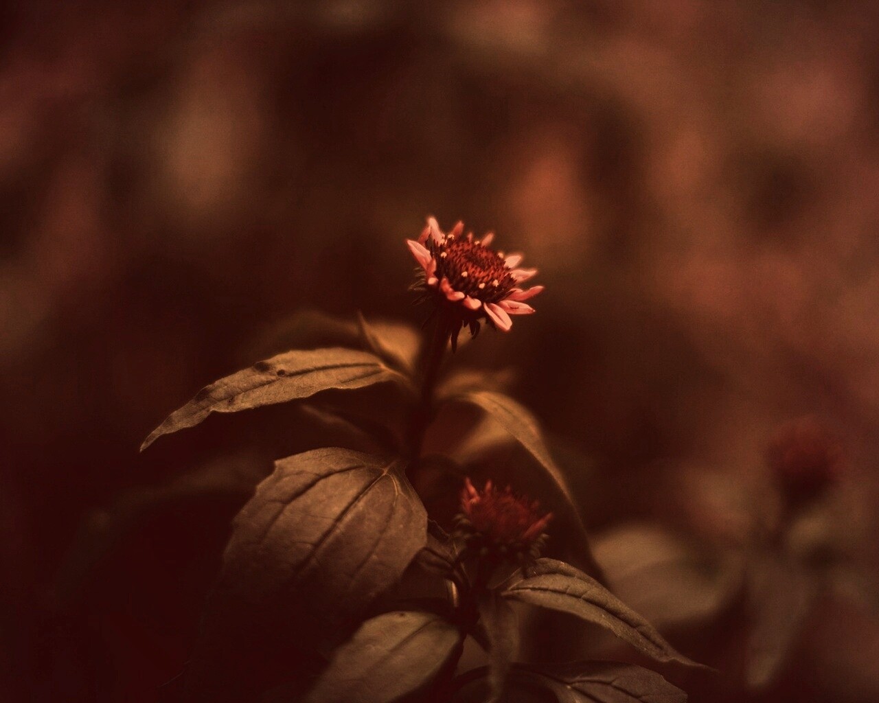 Фотография цветка обои