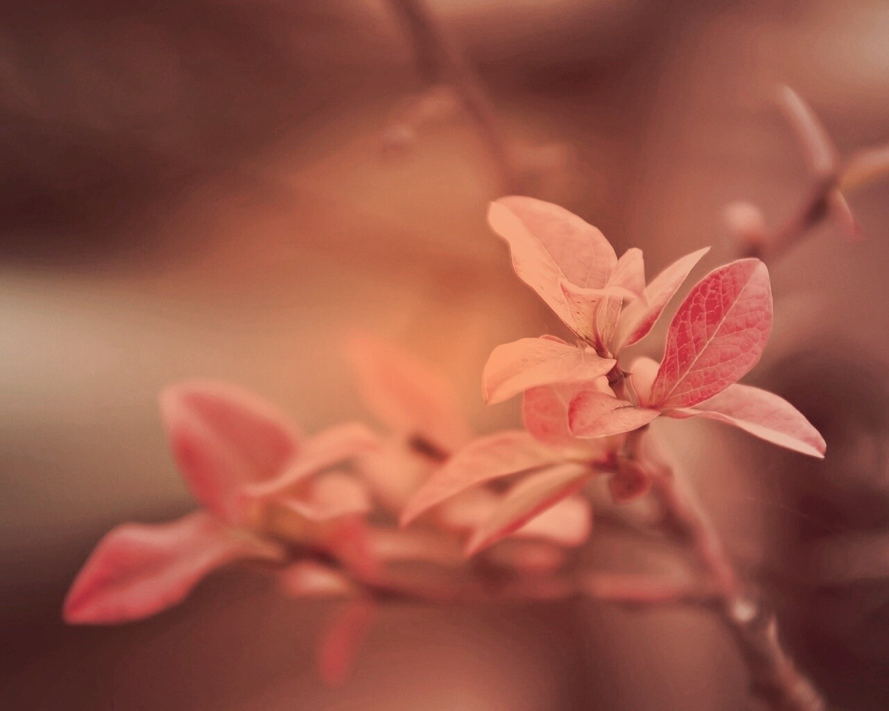 Красные листья на ветке обои