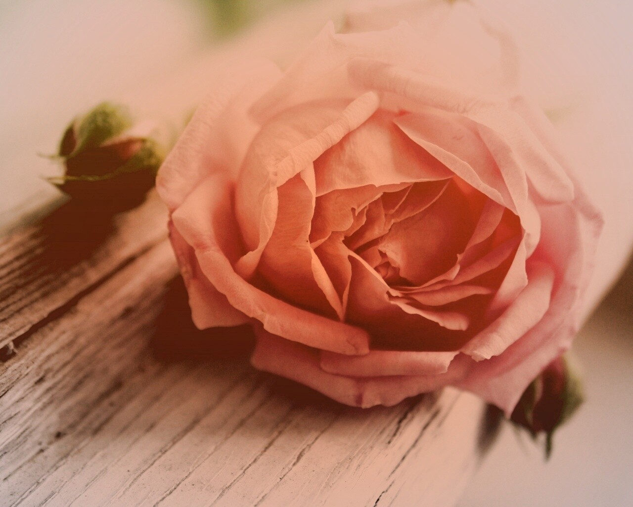 Бутон нежной розы обои