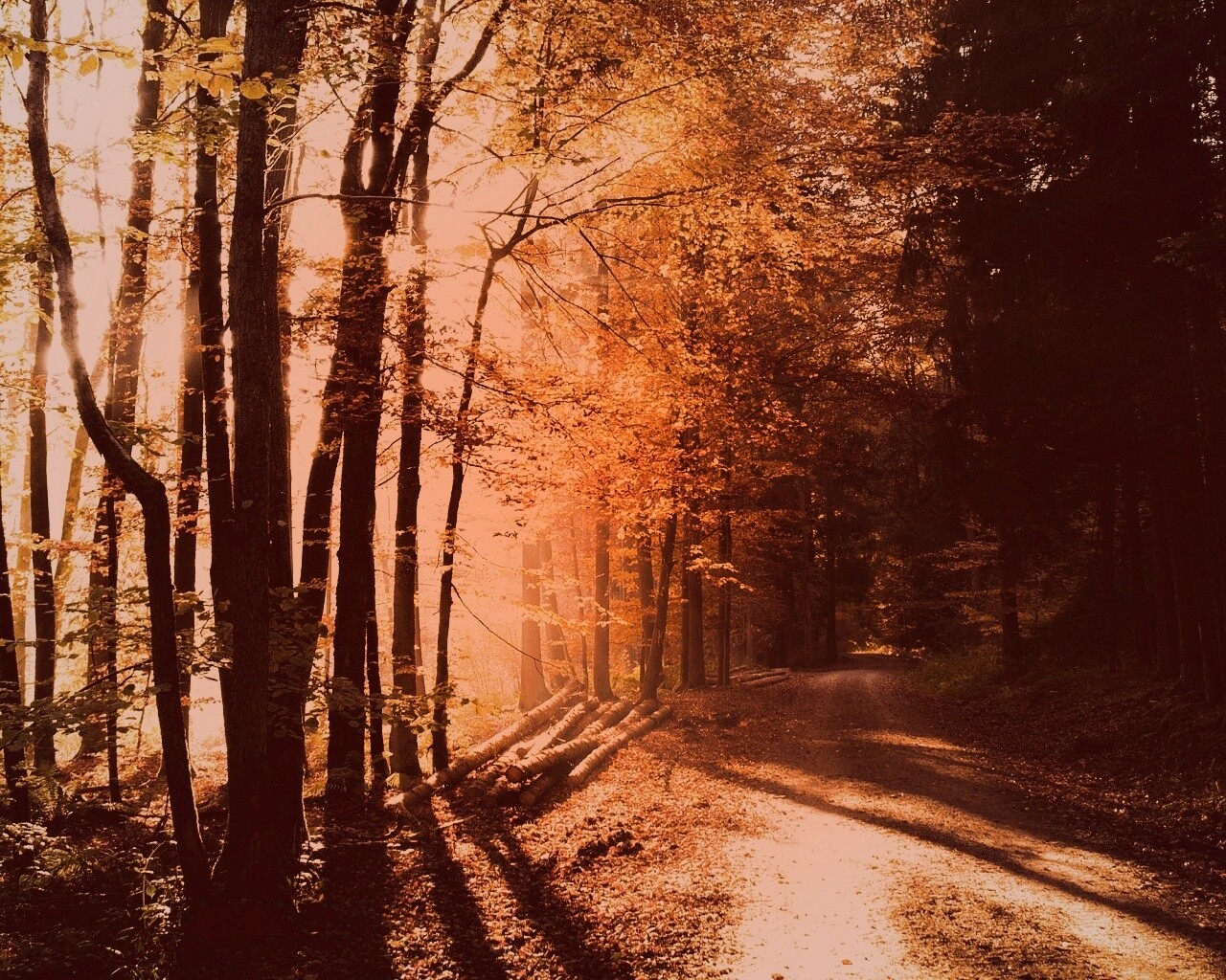 Дорога вдоль просеки в осеннем лесу обои