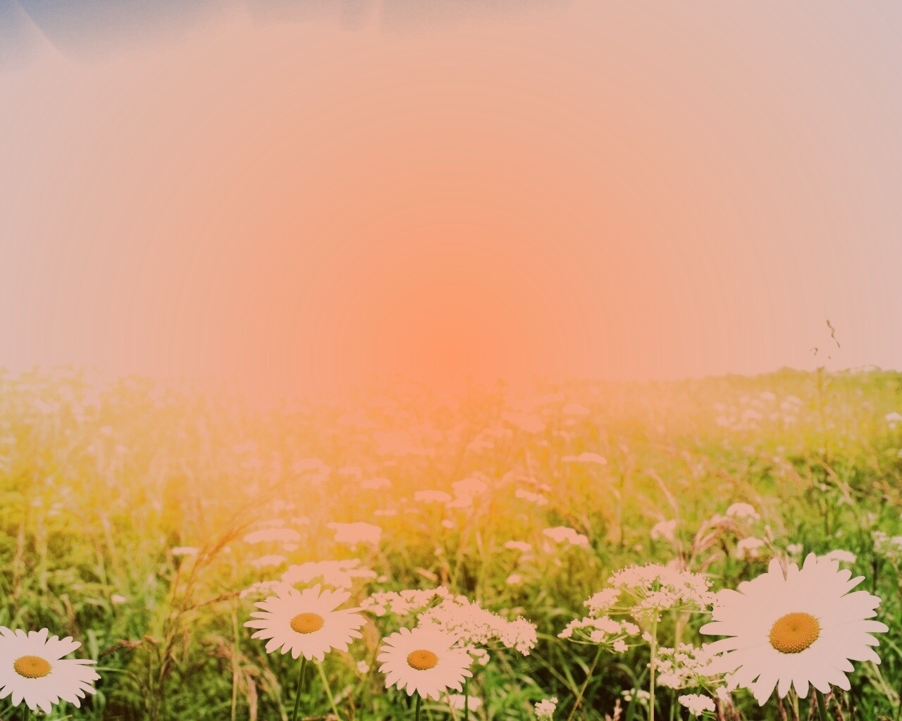 Поле ромашек обои