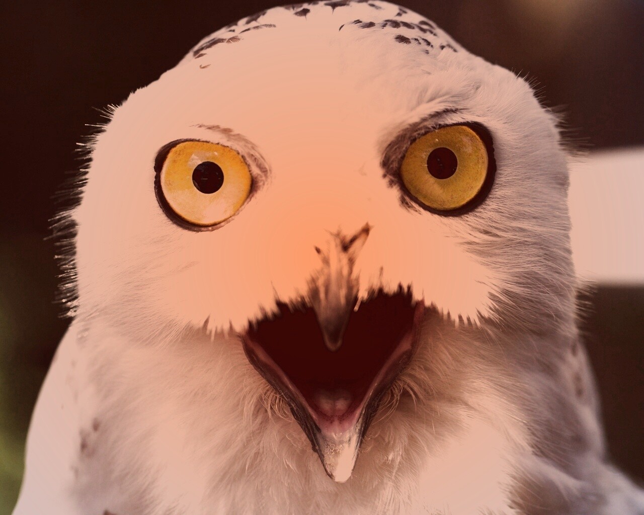 Сова в шоке! обои