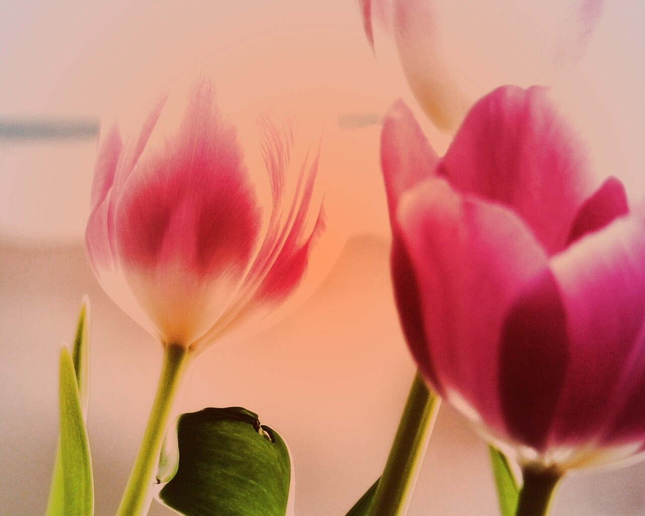 Тюльпаны обои