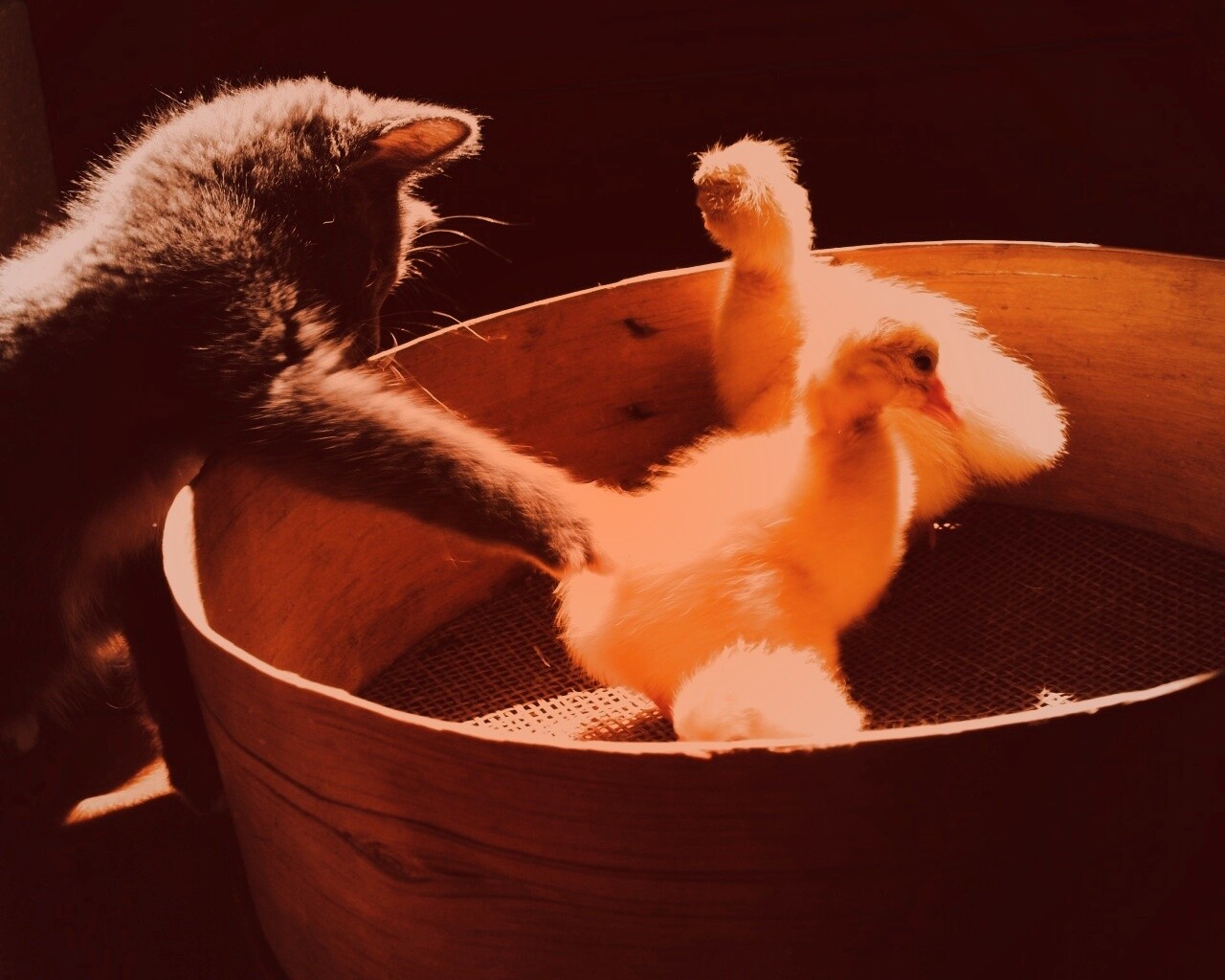 Котенок играет с утятами обои