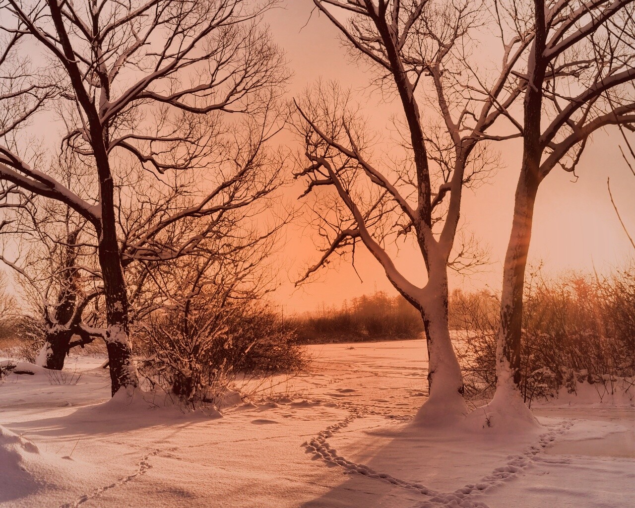Солнечный свет в зимнем лесу обои