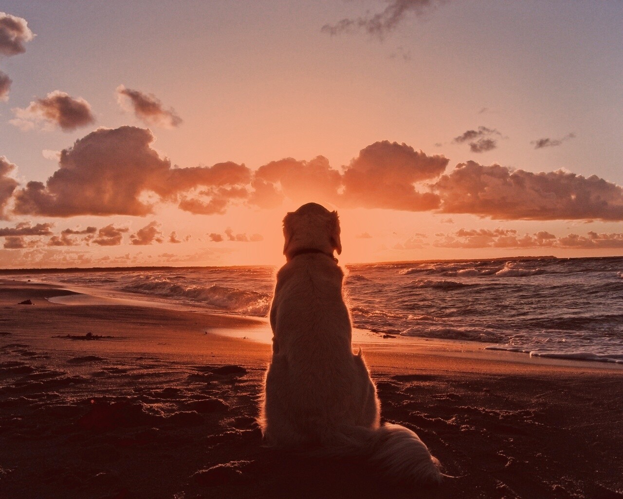 Собака наблюдающая закат на пляже обои