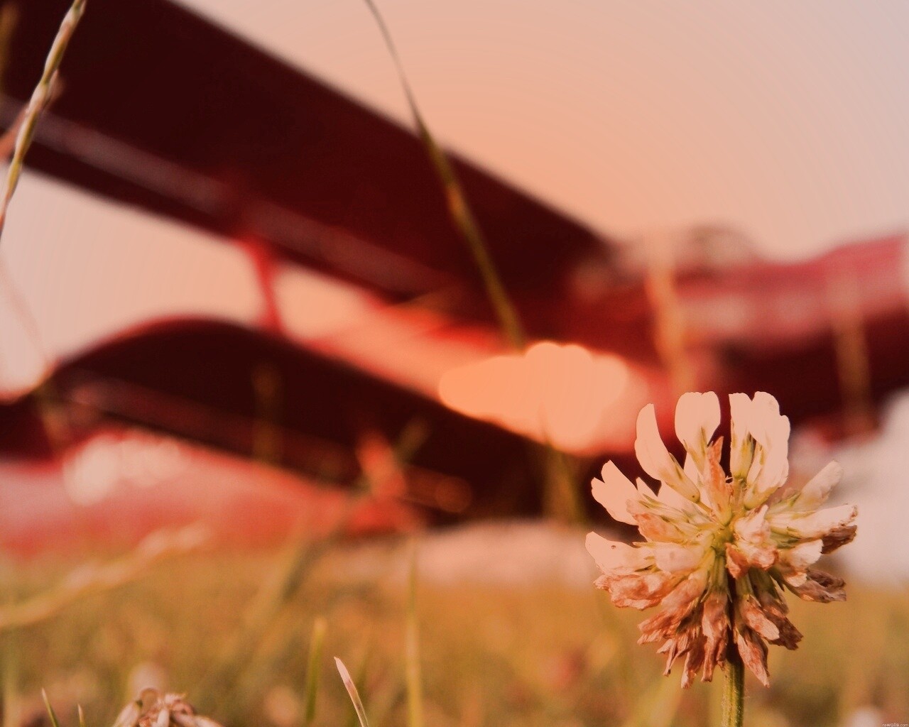 Цветок и красный самолет обои