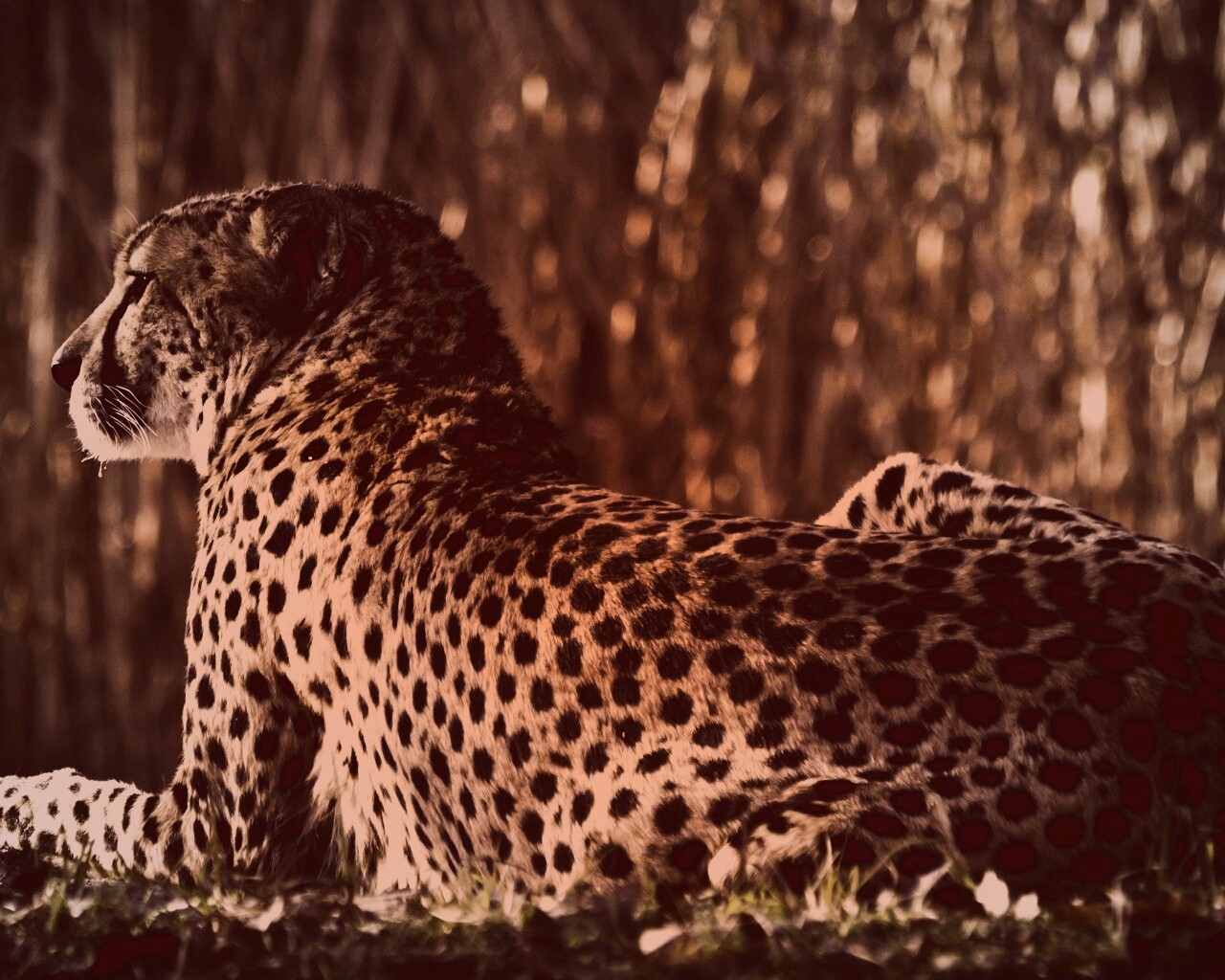 Гепард обои