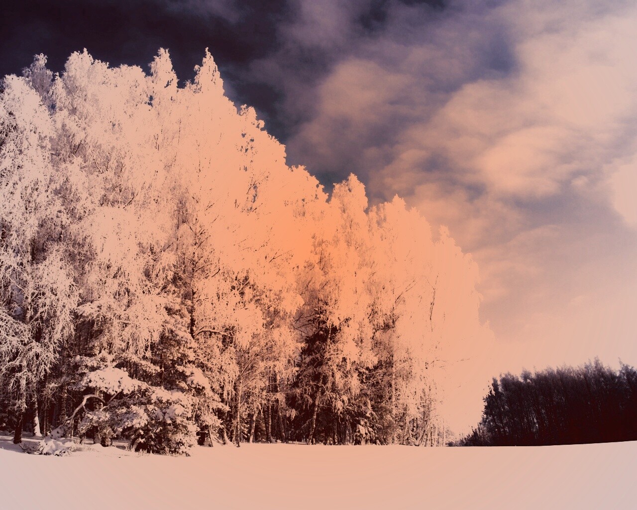 Заснеженные деревья обои